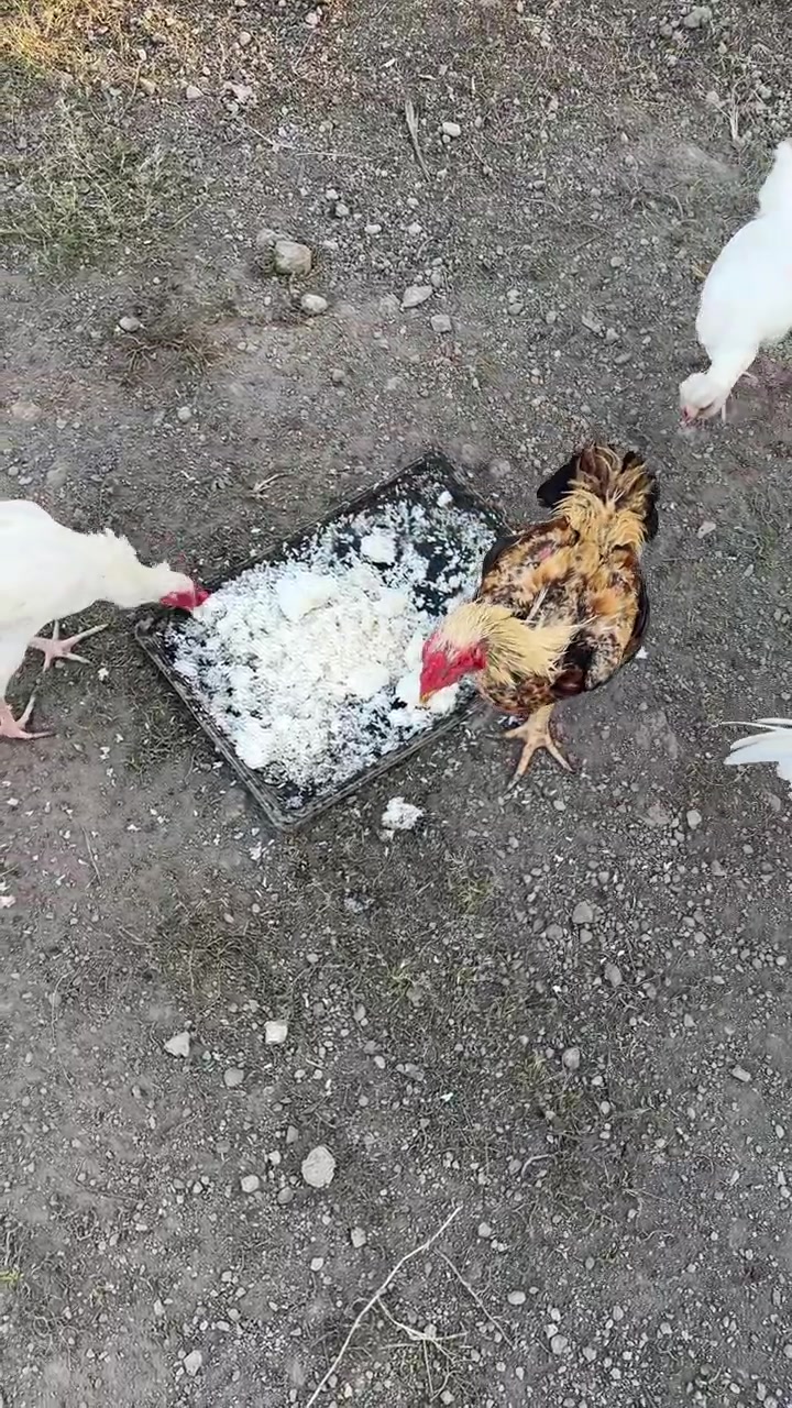 Sekelompok Ayam Makan Pakan dari Nampan di Tanah