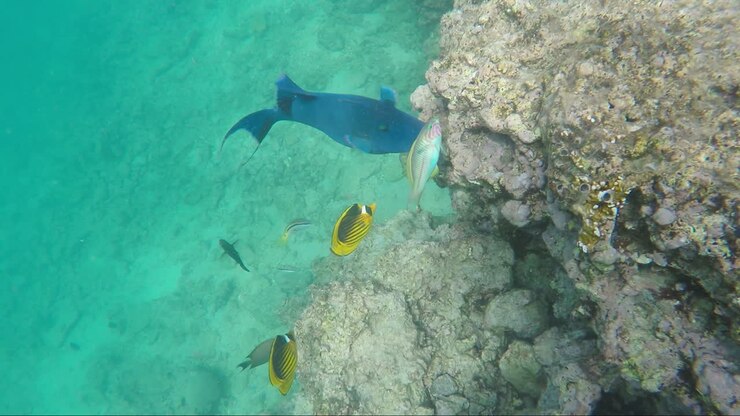 Big Blue Fish In The Red Sea The Rich Underwater World Of Egypt