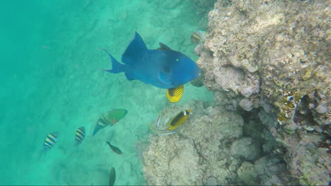 Großer-Blauer-Fisch-Im-Roten-Meer-Die-Reiche-Unterwasserwelt-ägyptens