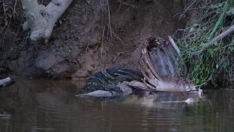 Asiatischer-Wasserwaran,-Varanus-Salvator,-Thailand