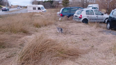 cat hunting in the grass among cars