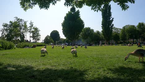 swan geese gaggle waddling around grazing and feeding on lawn grass in at heidelberg city park with people in background