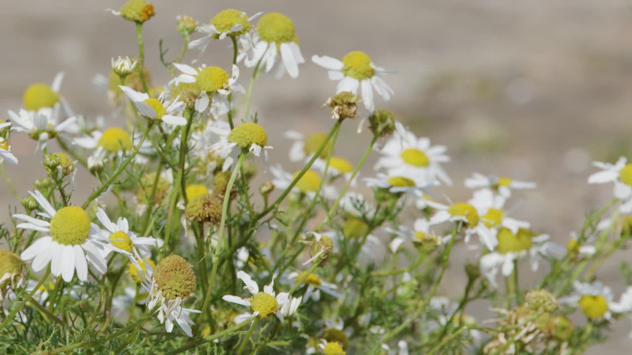 Close-up of wild chamomile flowers gently swaying in natural daylight with soft, blurred background