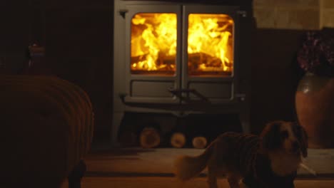 little dog in front of lit wood burning stove