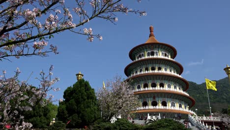 4k cherry blossom sakura flower at tian yuan gong temple in taipei. taiwan