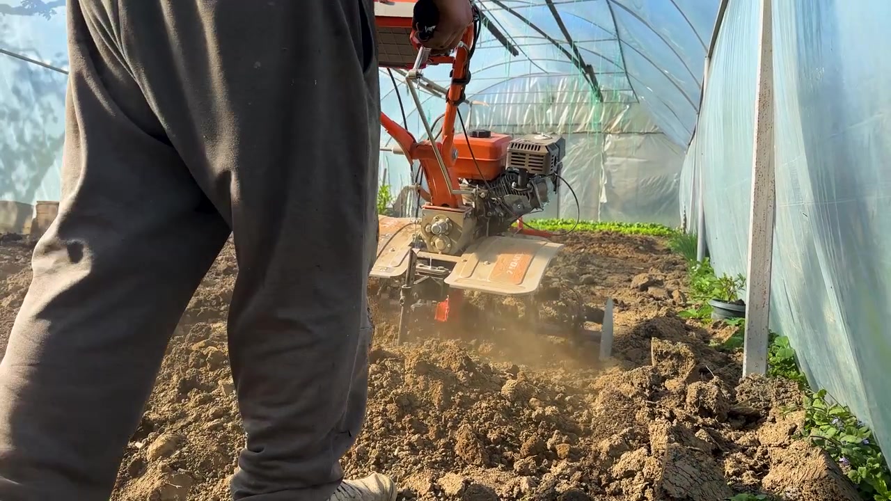 Farmer operating motorized cultivator inside greenhouse loosening soil and preparing rows for planting crops