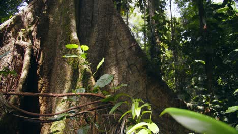 moss-covered buttress roots create organic walls at the base of a towering peru amazon tree.