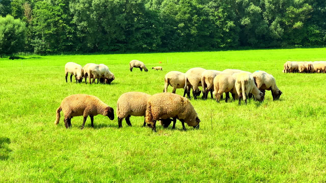 Un bellissimo e sereno paesaggio pastorale con pecore che pascolano pacificamente in un campo verde e lussureggiante, che mostra l'armonia della natura e la ricca biodiversità della campagna rurale all'aperto.