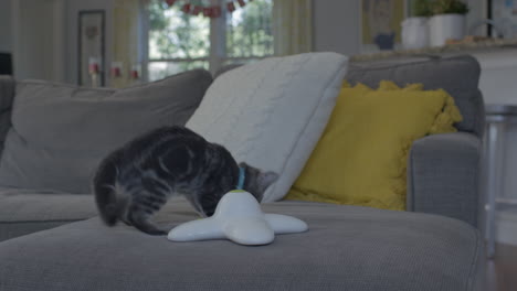 adorable little kitten hunting her butterfly and jumping around while camera moves towards her