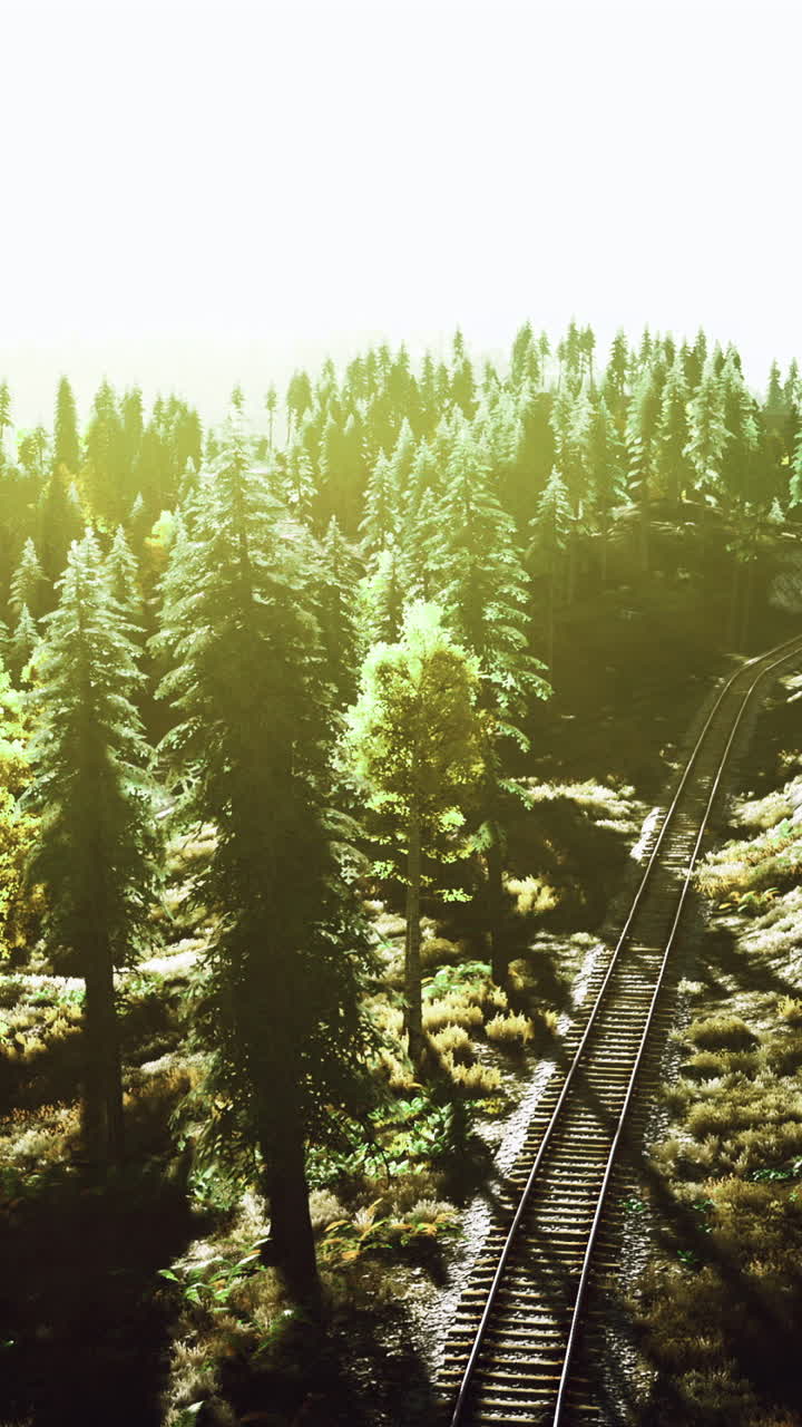 Sunlight illuminates forest landscape along railway track in autumn