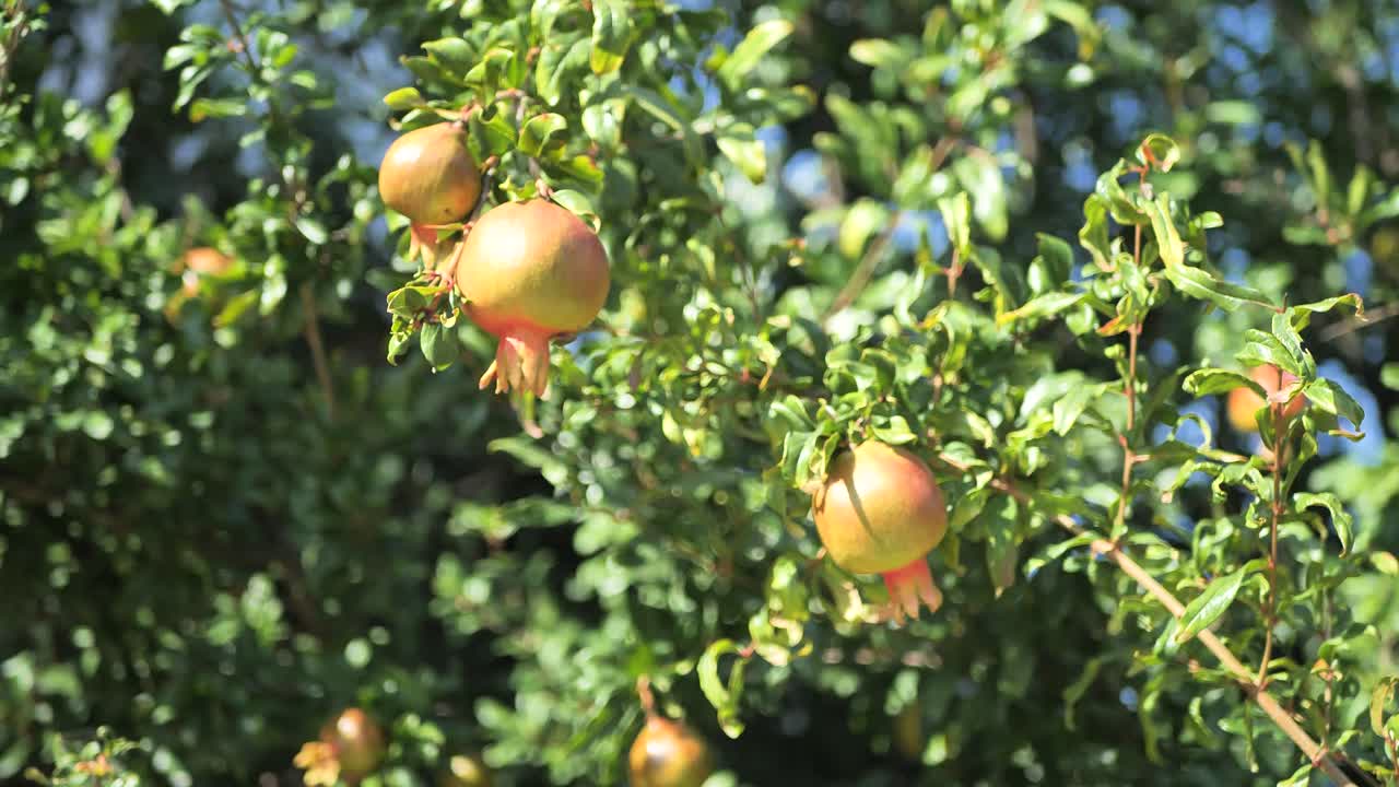 Albero di melograno