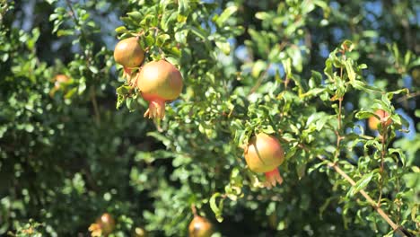 Pomegranate tree