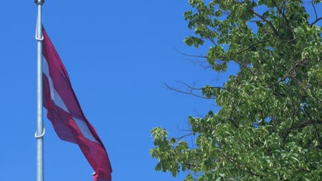 large latvian flag waving slow on blue sky in sunny day, medium shot trough the green tree