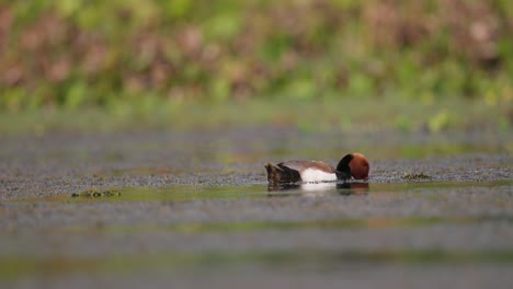 adult male red-crested pochard (netta rufina)