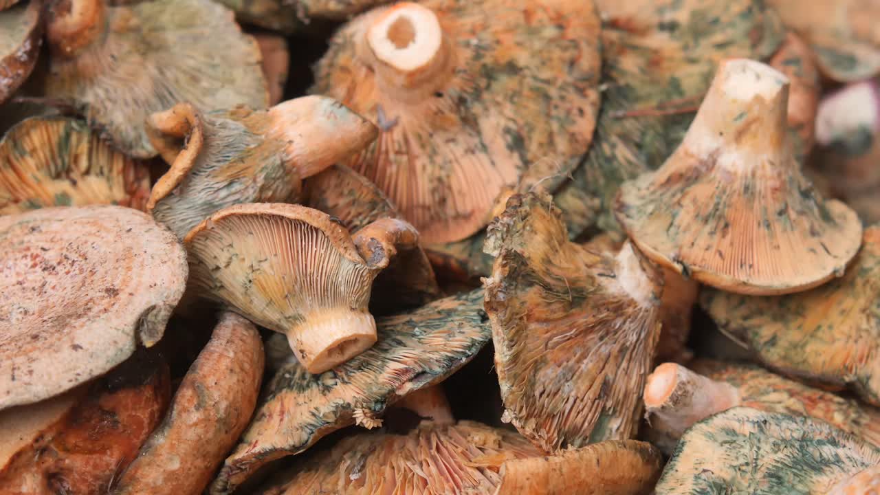I funghi sono chiusi.