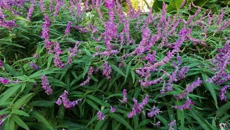 vibrant purple flowers in lush green foliage