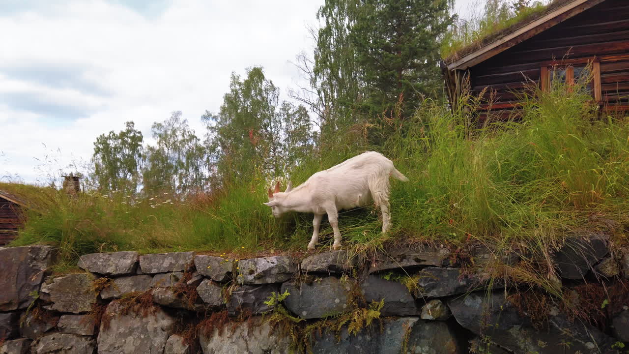 풀밭에 누워 휴식을 취하기 전에 언덕에서 풀을 뜯어먹는 아기 염소