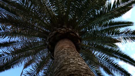 Blick-Nach-Oben-Auf-Den-Stamm-Einer-Palme.-Kreiswagen