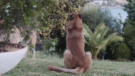 back view of a dog sitting in the garden and watching two other dogs playing