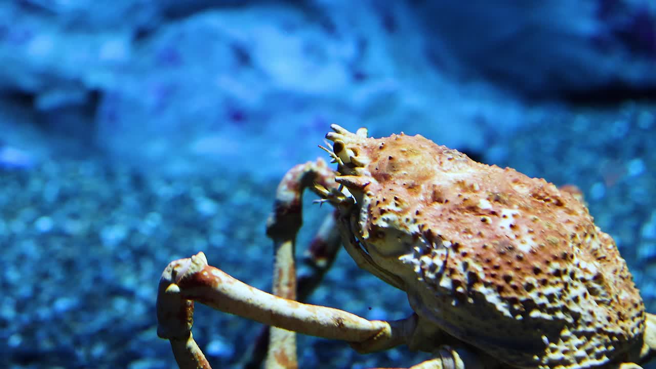 크래브가 바위 바닥을 천천히 가로지르고 있습니다.