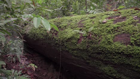 Musgo-Que-Crece-En-El-Tronco-De-Un-árbol-Caído-En-El-Bosque