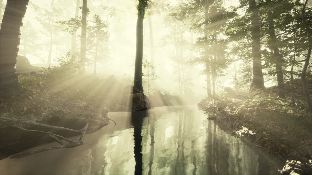 이른 아침에  ⁇ 색 밀집 안개가 연못을  ⁇ 고 있습니다.