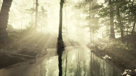 early morning white dense fog covering the pond