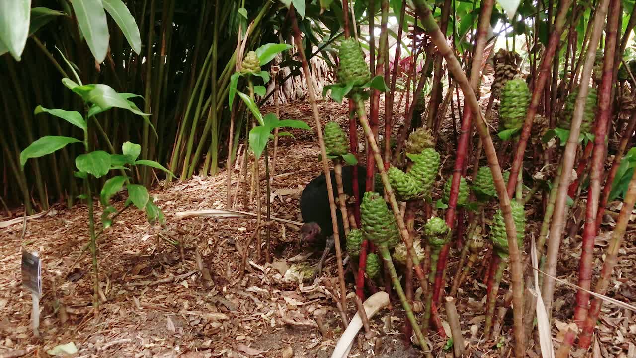 pavo australiano comiendo y anidando