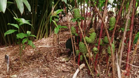 Australian-Brush-Turkey-eating-and-nesting