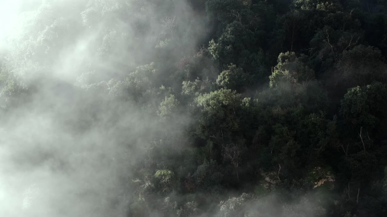 Captivating 4K footage of Montserrat's dense forest shrouded in drifting fog. The serene mist glides gracefully, creating a mesmerizing atmosphere perfect for nature enthusiasts and storytellers.
