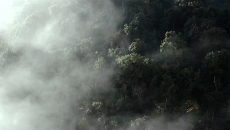captivating 4k footage of montserrat's dense forest shrouded in drifting fog. the serene mist glides gracefully, creating a mesmerizing atmosphere perfect for nature enthusiasts and storytellers.