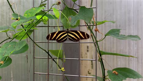 a butterfly with a special pattern sits on a plant