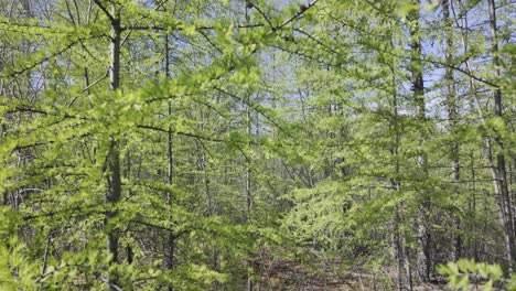 lush green leaves cover the branches of trees in a dense forest