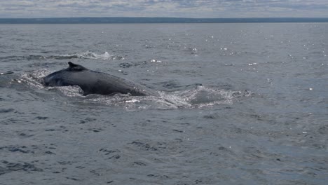 Ballenas-Jorobadas-En-Tadoussac-Quebec-Canadá-En-Cámara-Lenta