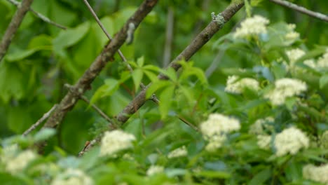 Schöner-Roter-Vogel-Auf-Einem-Ast-Im-Wald-Mit-Weißen-Blumen-Im-Vordergrund