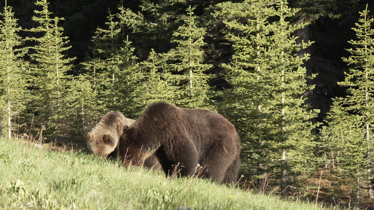 Medium shot of a pair of grizzlies eating on a sunny day in the rockies.