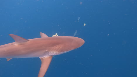 silky and sandbar shark swiming together in ocean