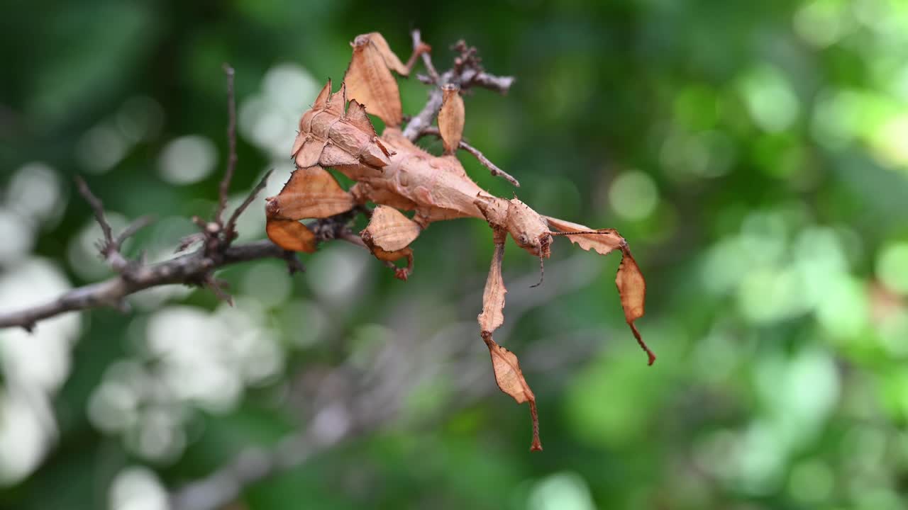거대한 가시 스틱 곤충, extatosoma tiaratum