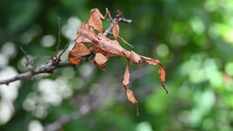 Giant-Prickly-Stick-Insect,-Extatosoma-tiaratum