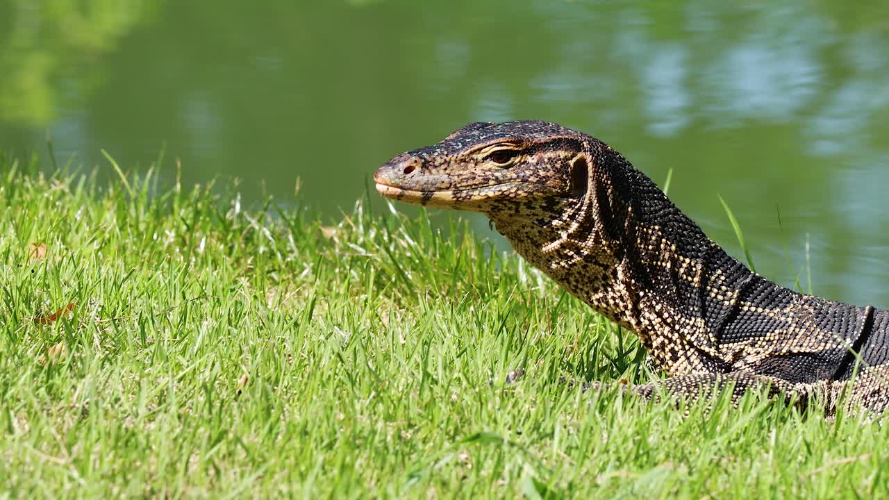 monitor de lagarto que se mueve a través de la zona de hierba