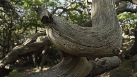 dry dead dry twisted tree branch in woodland area, close up view