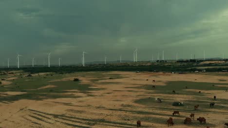 aerial flying over horses grazing on land with view of jhimpir wind turbines in background on overcast day