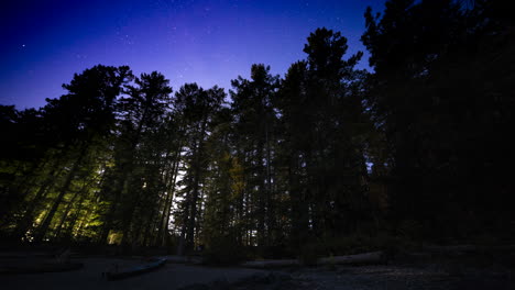 Starlapse-Beach-Tall-Pines-Moon-Shining-Through-Trees