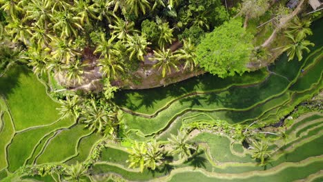 Aerial-view-moving-down-at-a-rice-field-in-Ubud,-Bali