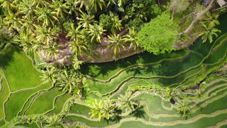 vue aérienne descendant dans une rizière à ubud, bali