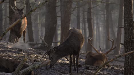 A-herd-of-deer,-peacefully-resting-and-grazing-in-the-morning-woods