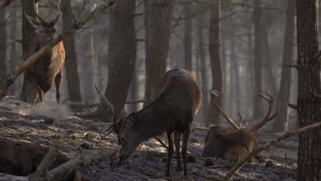 una manada de ciervos, descansando pacíficamente y pastando en el bosque de la mañana