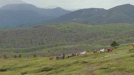 cinematic drone shot of a herd of wild horses peacefully grazing on the green, open pastures of the beklemeto mountain pass in bulgaria.