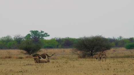 una leona mirando a los dos leones de melena negra peleando en la hierba en botswana, sudáfrica