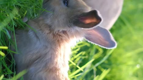 cute bunnies in green grass